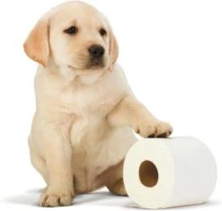 Scottex Toiletpapier - Kussenzacht Design Wc Papier - 84 Rollen 10 Scottex Toiletpapier - Kussenzacht Design Wc Papier - 84 Rollen -Huishoudelijke Artikelen Winkel 1200x1142 5