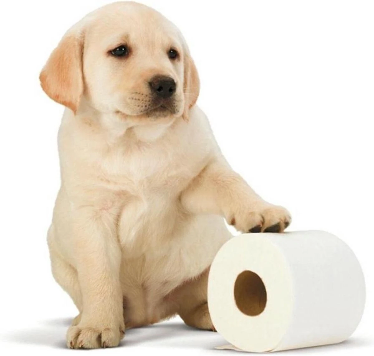 Scottex Toiletpapier - Kussenzacht Design Wc Papier - 84 Rollen 5 Scottex Toiletpapier - Kussenzacht Design Wc Papier - 84 Rollen - Afbeelding 3